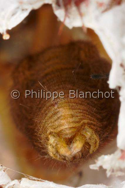 Eutichuridae_0052.JPG - France, Morbihan (56), Araneae, Eutichuridae, Chiracanthe ponctué (Chirachantium punctarium), filières de la femelle, Long-legged sac spiders